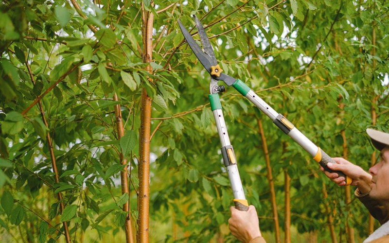 Tree trimming in Crawfordsville, IA