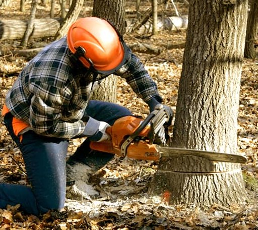 Tree Removal in Crawfordsville, IA